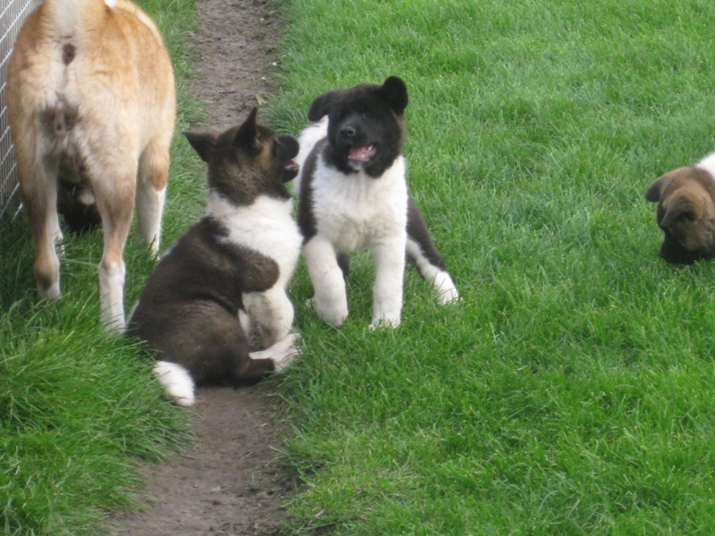 Puppies